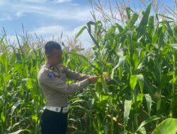 Usia Tanam 57 Hari, Satlantas Sekadau Cek Pertumbuhan Jagung Hibrida di Lahan Demplot