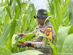 Kapolsek Kembayan Tinjau Langsung Lahan Demplot, Pastikan Tanaman Tumbuh Optimal dan Bebas Hama