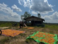 Panen Jagung Hibrida di Balai Sepuak, Polsek Belitang Hulu Ajak Warga Optimalkan Lahan Tidur