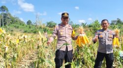 Kapolsek Nanga Tayap Panen Jagung Hibrida di Desa Pangkalan Teluk