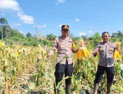Kapolsek Nanga Tayap Panen Jagung Hibrida di Desa Pangkalan Teluk