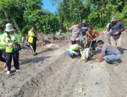 Dukung Ketahanan Pangan, Polsek Simpang Hulu Laksanakan Penanaman Jagung Hibrida di Lahan Demplot