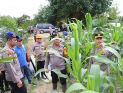 Kunjungi Ketapang, Tim Asistensi Ketahanan Pangan Polda Kalbar Tinjau Progres Penanaman Jagung Di Kecamatan Benua Kayong Dan Kecamatan Muara Pawan