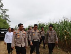 Dua Lokasi Demplot Lahan Jagung di Sekadau Ditinjau Pamatwil Polda Kalbar