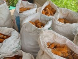Panen Jagung Hibrida di Sekadau Hulu, Petani Raup 850 Kg dari Lahan 0,3 Hektare