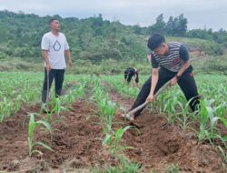 Polsek Kapuas Rawat Lahan Demplot, Jagung Siap Panen dan Bebas Hama