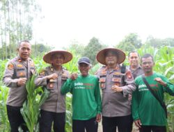 Kapolres Melawi Pantau Perkembangan Jagung Poktan Karunia Tani