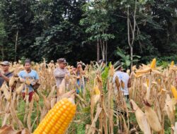Sinergi TNI-Polri, Pemdes, dan Petani Hasilkan Panen Jagung 1,5 Ton di Desa Meragun