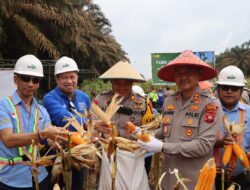 Wujud Implementasi Program Asta Cita Bidang Ketahanan Pangan, Kapolres Ketapang Pimpin Panen Jagung di Kecamatan Kendawangan
