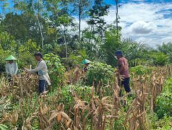 Panen 1.150 Kg Jagung Hibrida, Polsek Sekadau Hulu Terus Dukung Ketahanan Pangan