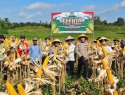 Panen Jagung di Meliau Jadi Bukti Nyata Dukungan Ketahanan Pangan Daerah