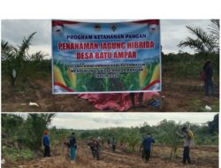 Desa Batu Ampar Gelar Penanaman Jagung Hibrida Dukung Ketahanan Pangan