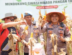 Kapolres Melawi Bersama Forkopimda Panen Raya Jagung Serentak Kuartal III di Desa Tanjung Tengang