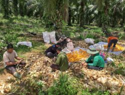 Polsek Kembayan Panen Jagung Kuartal IV, Wujud Kemandirian Pangan Lewat Lahan Demplot