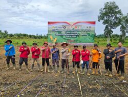 Tanam Jagung Bersama Warga, Polsek Meliau Mantapkan Langkah Dukung Program Pangan Nasional