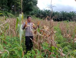 KAPOLSEK SIMPANG HULU IPTU DEWA MADE SURITA, S.H. LAKSANAKAN KEGIATAN PANEN JAGUNG DI LAHAN NON CPCL HULU MAKMUR