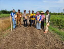Kapolsek Matan Hilir Selatan Bersama Kepala Desa Laksanakan Penanaman Jagung Hibrida Dukung Ketahanan Pangan