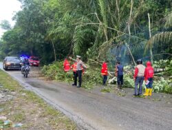 Respons Cepat Polisi, Damkar, dan Warga Evakuasi Pohon Tumbang di Jalan Poros Sekadau – Sanggau