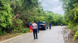 Respons Cepat Pamapta Polres Sekadau Evakuasi Pohon Tumbang di Jalan Merdeka Selatan