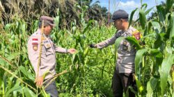 Demplot Jagung Hibrida di Bonti Tumbuh Subur, Polsek Pastikan Program Ketahanan Pangan Berjalan Optimal