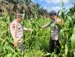 Demplot Jagung Hibrida di Bonti Tumbuh Subur, Polsek Pastikan Program Ketahanan Pangan Berjalan Optimal