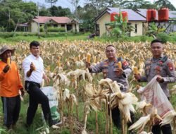 Meski Hujan Gerimis Tetap Penuh Semangat Dan Kebersamaan,Kapolres Melawi Pimpin Panen Jagung Di Lahan Milik Polres 