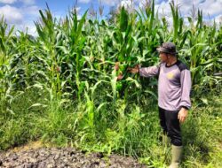 Tanaman Jagung Demplot Polsek Meliau Mulai Berbuah, Program Kuartal IV Berjalan Optimal