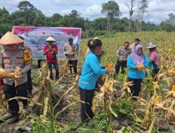 Panen Raya Jagung Serentak Kuartal I Digelar di Mandor, Wujud Sinergi Dukung Ketahanan Pangan