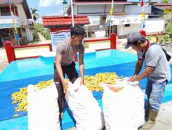 Polsek Nanga Mahap dan PT Arvena Panen Jagung di Lahan Tumpang Sari