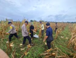 Polsek Matan Hilir Selatan Laksanakan Panen Jagung Hibrida Dukung Swasembada Pangan