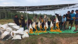 Bersama Forkopimcam Dan Pihak Perusahaan Polsek Manis Mata Laksanakan Panen Jagung Hibrida