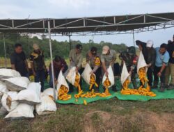 Bersama Forkopimcam Dan Pihak Perusahaan Polsek Manis Mata Laksanakan Panen Jagung Hibrida