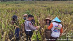 Bintara Penggerak Hadiri Panen Perdana Jagung di Desa Sala’as