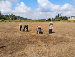Bintara Penggerak Desa Sei Laki Laksanakan Tanam Jagung Bersama Petani
