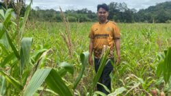 Pengecekan Progres Jagung Mandiri di Dusun Janjank, Sinergi Polisi dan BUMDes Dorong Ketahanan Pangan