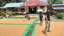 POLSEK MERANTI JEMUR JAGUNG SEBANYAK 2 TON, UNTUK DI ANTAR KE BULOG