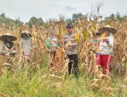 Bintara Penggerak Desa Tunang Hadiri Panen Jagung Bersama Petani
