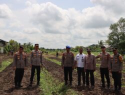 Pastikan Progres Penanaman, Pamatwil Polda Kalbar Tinjau Lokasi Lahan Jagung di Desa Payak Kumang Kec delta Pawan