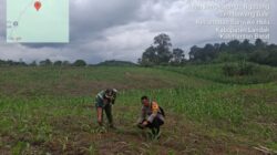 Kapolsek Menyuke Beserta Kepala BPP Banyuke Hulu Lakukan Pengecekan Tanaman Jagung Ke Desa Ringo Lojok