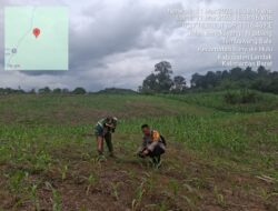 Kapolsek Menyuke Beserta Kepala BPP Banyuke Hulu Lakukan Pengecekan Tanaman Jagung Ke Desa Ringo Lojok