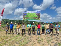 Polsek Marau Bersama Forkopimcam dan PT KGP Laksanakan Penanaman Jagung Hibrida Dukung Ketahanan Pangan Nasional