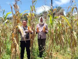 Panen Raya Jagung 1 Hektare di Desa Kersik Belantian, Wujud Sinergi Polri dan Petani Dukung Ketahanan Pangan