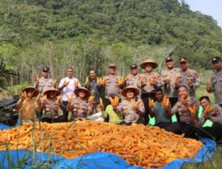 Kapolres Melawi Pimpin Panen Jagung Hibrida Bersama Poktan Karunia Tani II di Desa Batu Ampar