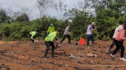 Polsek Nanga Tayap Bersama Kelompok Tani Laksanakan Penanaman Jagung Hibrida Dukung Ketahanan Pangan Nasional