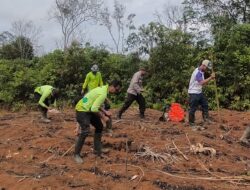 Polsek Nanga Tayap Bersama Kelompok Tani Laksanakan Penanaman Jagung Hibrida Dukung Ketahanan Pangan Nasional