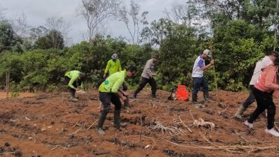 Polsek Nanga Tayap Bersama Kelompok Tani Laksanakan Penanaman Jagung Hibrida Dukung Ketahanan Pangan Nasional