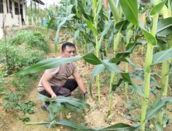 Polsek Nanga Pinoh Komitmen Dukung Program Pemerintah Swasembada Jagung
