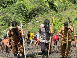 Dukung Ketahanan Pangan Nasional, Polsek Sungai Laur Bersama Forkopincam Laksanakan Penanaman Jagung Hibrida