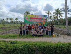 Polsek Matan Hilir Selatan Bersama Forkopincam dan Mahasiswa Untan Tanam Jagung Hibrida