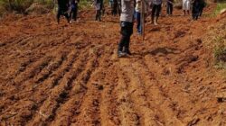 Dukung Ketahanan Pangan, Polsek Simpang Dua Laksanakan Penanaman Jagung Hibrida Bersama PT. MKS